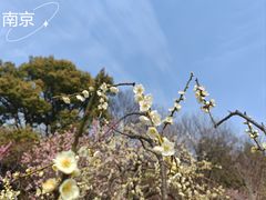 -梅花山(明孝陵内)