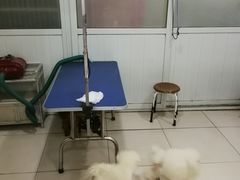 -中环花鸟鱼虫市场