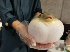 -肆月河豚·新淮扬(金融街店)
