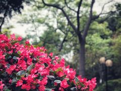 -云溪植物园