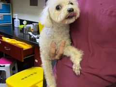 -安安宠医宠物医院·异宠·犬猫内科(岳阳分院)