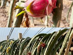 -呀路古热带植物园