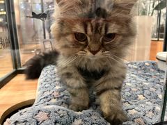 -袖虎·猫馆(体育西路店)