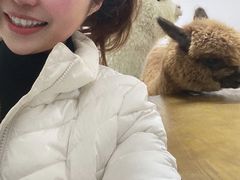 -猫色咖啡·猫咖