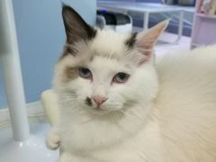 -喵的天空名猫咖啡馆·撸猫·猫舍·用品