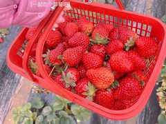-喜杨洋草莓采摘园