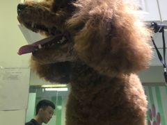 -FAELING PETS美天灵宠物(富力广场店)
