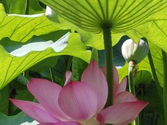 -莲池书院博物馆