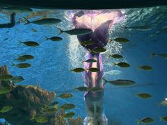 -海合安武汉极地海洋公园
