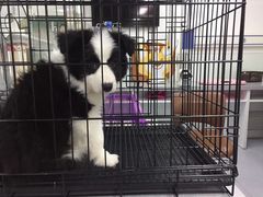 -达爱动物医院·犬猫分区·CT·复杂眼科(远洋山水分院)