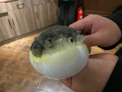 -肆月河豚·新淮扬(金融街店)