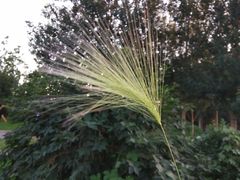 -长春公园(普阳街道)