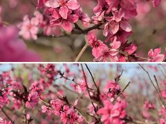 -济南国际园博园