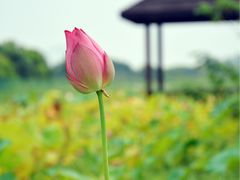 -梁鸿国家湿地公园