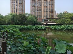 -陈家山荷花公园