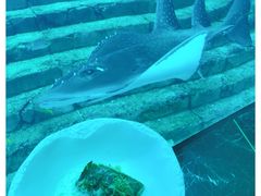 海鲈鱼-亚特兰蒂斯•OSSIANO奥西亚诺海底餐厅