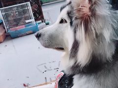 -李小姐の猫咖啡馆(五角场店)