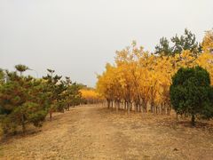 -东升八家郊野公园
