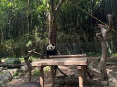 -广州长隆野生动物世界