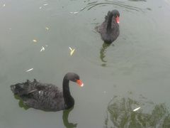 红嘴黑鹅-东莞市可园博物馆