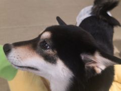 -逗柴咖啡屋·狗咖猫咖宠物桌游