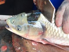 -梅记大块头爆鱼店(乍浦路店)