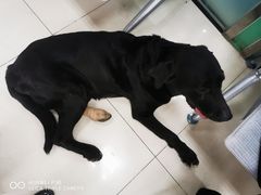 -利又安动物医院··老年病·猫科犬科·中兽医
