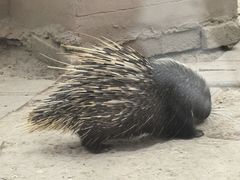 -青藏高原野生动物园
