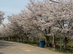 -天王浮山樱花园