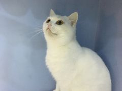 -喵的天空名猫咖啡馆·撸猫·猫舍·用品