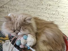 -平行世界·猫咖(首经贸店)
