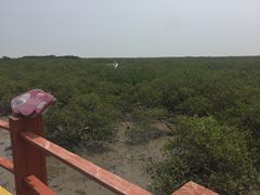 -北海金海湾红树林生态旅游区