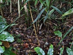 -海南热带雨林国家公园吊罗山景区