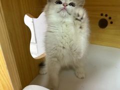 -十月米努特矮脚猫舍