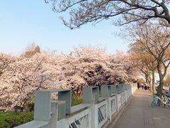 -嘉定紫藤园