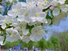 -野鸭湖国家湿地公园