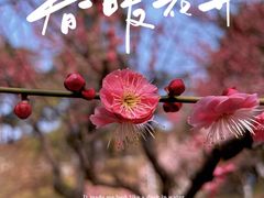-南京古林公园