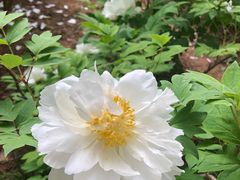 -洛阳市隋唐城遗址植物园