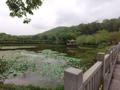 -大屏嶂森林公园