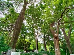 -成都市活水公园