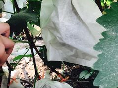 -庞各庄翠芳园西瓜蔬菜基地采摘园