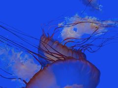 -上海海洋水族馆