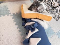 -瑞派福兴宠物医院犬猫全科·骨科·中西医结合(河东店)