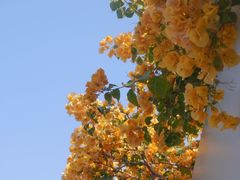 -成裕雪糕店(士多店)