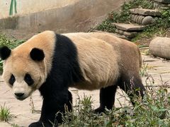 -中国大熊猫保护研究中心雅安碧峰峡基地