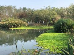 -桤木河湿地公园