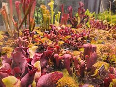 -中国科学院西双版纳热带植物园