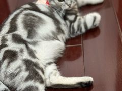 -瑞派名望24h动物医院异宠专科·猫专科·骨科·重症监护分院