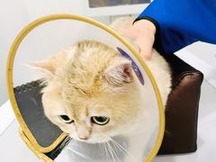 -萌兽医馆·犬猫专科·眼科中心·宠物医院(朝阳门分院)