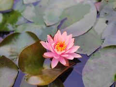 -深圳仙湖植物园